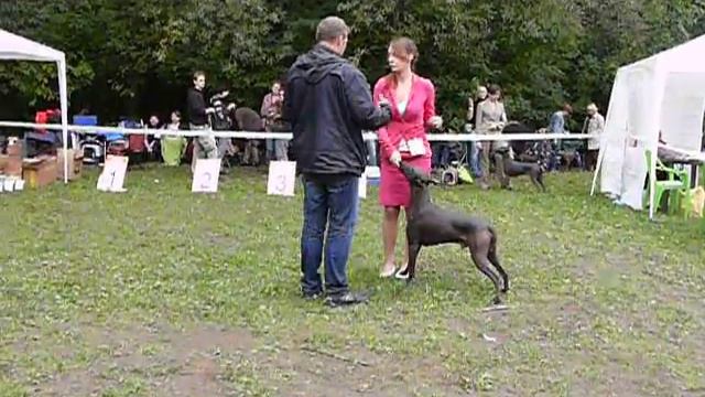 стандартный кобель ксоло Канкун(мексика)