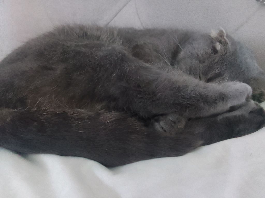 делаю маску для лица из алоэ