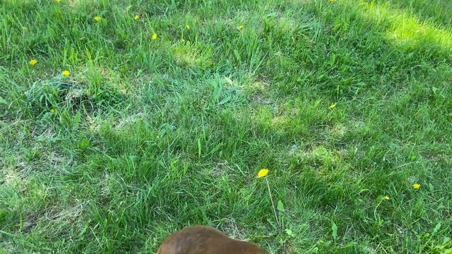 Собака отказывается подчиняться Игнор хозяина?♂️ Течка 10 день