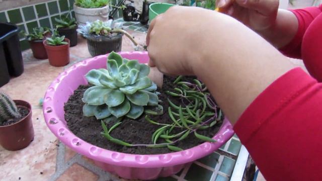 Replante Rosa De Pedra!