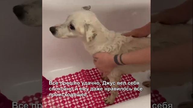 Джек рассел Джус ищет дом (Новосибирск)