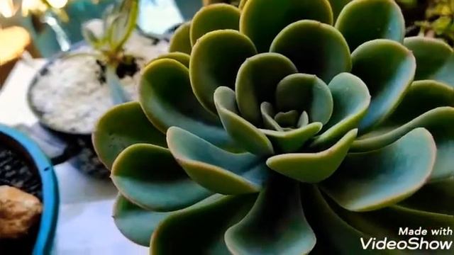 #Echeveria #Falsa #Núbia