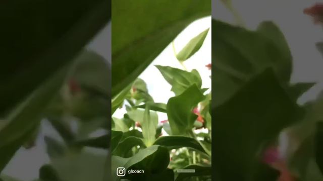 Секрет процветания и благополучия ❗️см.описание к 📽️ #успех #благополучие #счастье #процветание