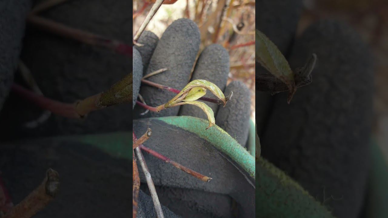 Весенние работы на объекте #весенниеработы #6соток #газон #садовник