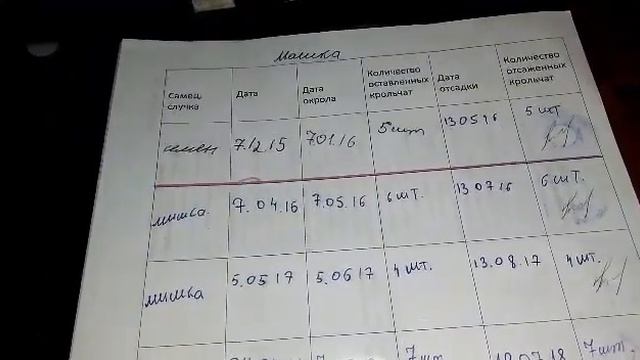 Селекция кроликов в нашем хозяйстве.