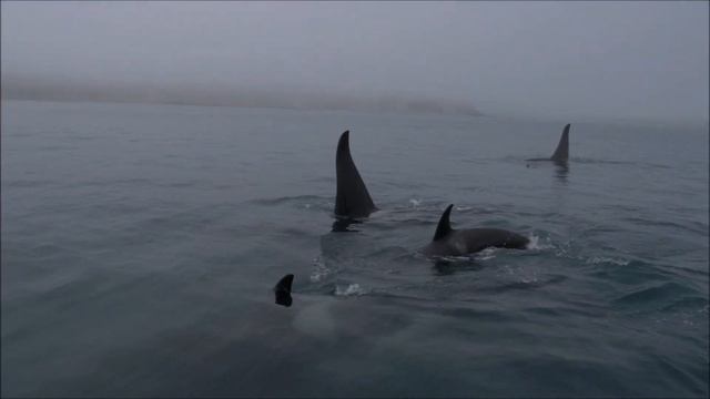 FEROP: Семья косаток подошла к лодке учёных на Камчатке