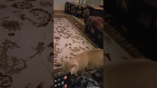 Хоть не футболист...но люблю массаж Кот Семен