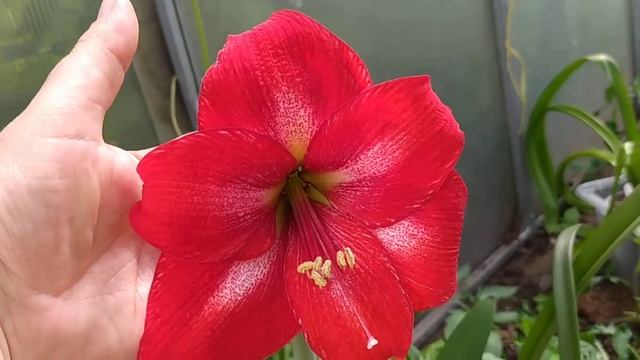 Гиппеаструмы на 1 июня 22г. Сеянец Харизма Х Барбадос.