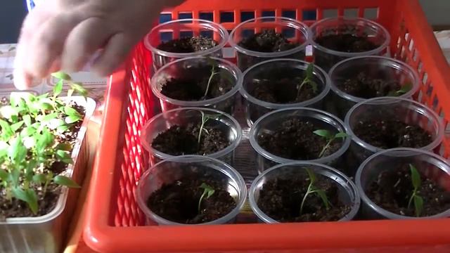 Пикировка перца