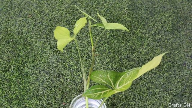 Growing Syngonium Plant By Cutting In Water.