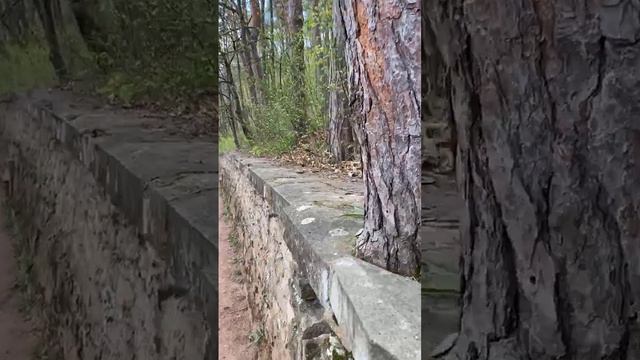 Смелая белочка в Кисловодске. 04.2023г.