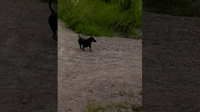 2018 MY DOG AND I, ДЕНЬ НА ДАЧЕ . 1() ЧАСТЬ ИЗ ЖИЗНИ НА ДАЧЕ