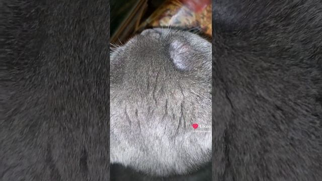 Котик мой любимый