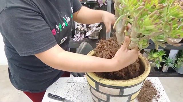Cómo Ahorrar Sustrato En Las MACETAS+ Trasplante Y REVISIÓN De Raíces Crassula Ovata Gollum 😊