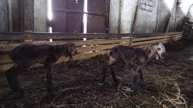 Гиссарская матка окотилась от Дракулы 2 ярачки очень грубого типа