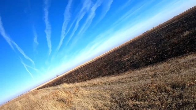 Охота с русским спаниелем в ноябре 2020 в Ростовской области