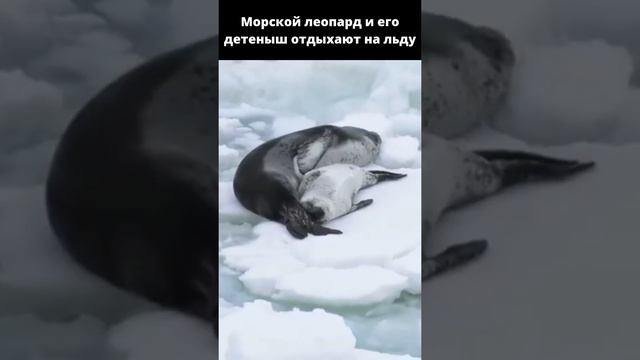 Морской леопард и его детеныш отдыхают на льду.