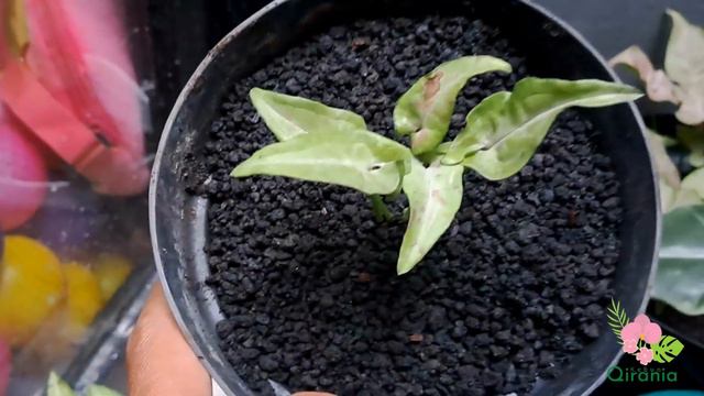Koleksi Syngonium Di Kebun Qirania