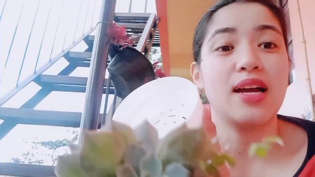 REPOTTING SUCCULENTS || Musta Po Kayo 🤗 || Benguet Succulents