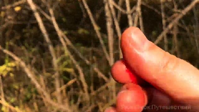 Калину заготавливаем в октябре после первых заморозков. Поход за калиной красной