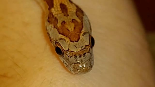 Линька змей. Для чего линяют змеи ? правильноя линька у змей.