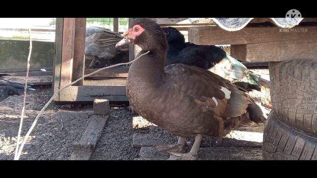 К зиме готовы// мясо убрали// племя расселили// любуемся снегом