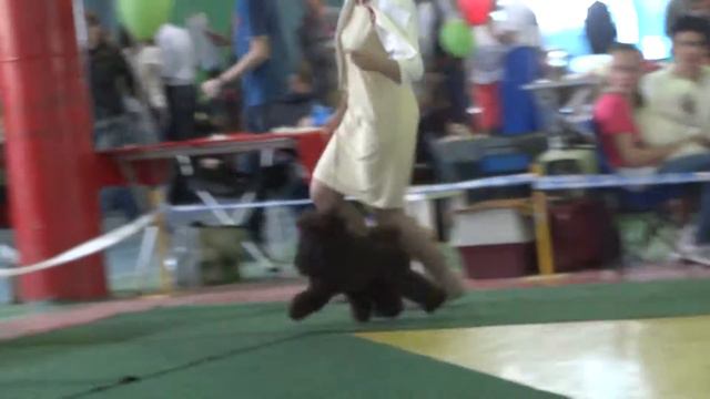 Иркутск 08.06.14 Выставка ЧРКФ AGATIS SOLNAYA KARIERA SANADOR