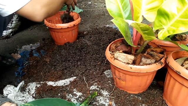 Secreto Sa Pagpapataba Ng Mga Halaman