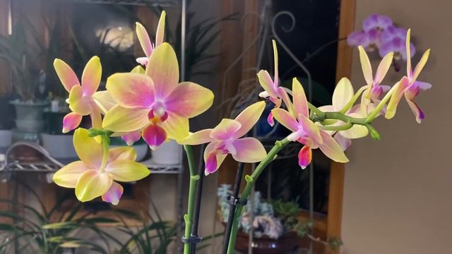 蝴蝶兰一心维纳斯欣赏 Phalaenopsis I-Hsin Venus