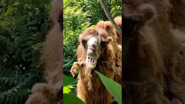 Приветствие от наших животных! ???