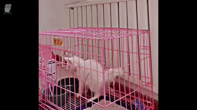 Столкнувшись со смертью, кот тащил раненые ноги по улице в поисках помощи.