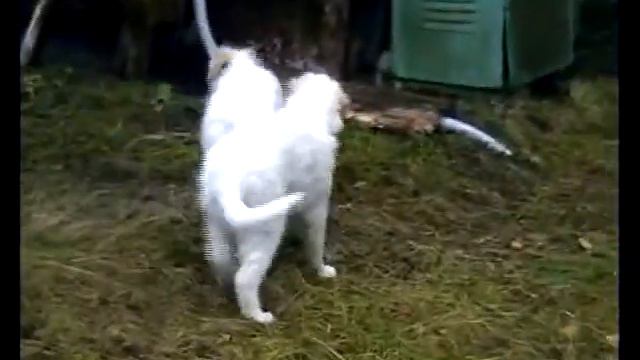 Прогулки под дождем. Щенкам Сапсана и Влады 50 дней.