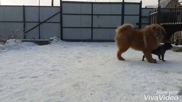 Бертуган Аджика и Марс из Бийской Крепости