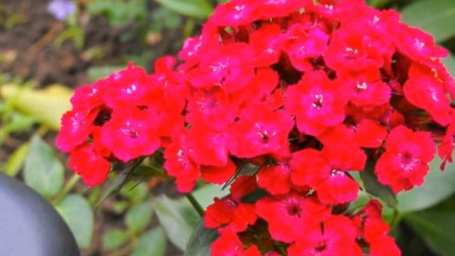 Blumen, Flowers, Cvijeće