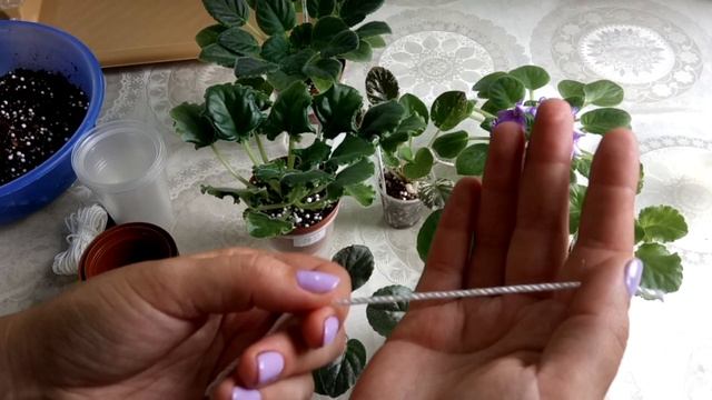 Тонкости фитильного полива