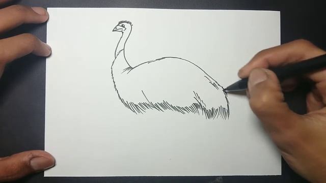 How To Draw An Emu Bird Easy Step By Step