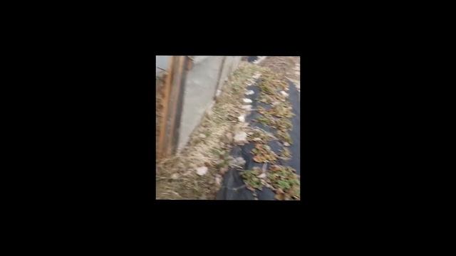 Навес для винограда