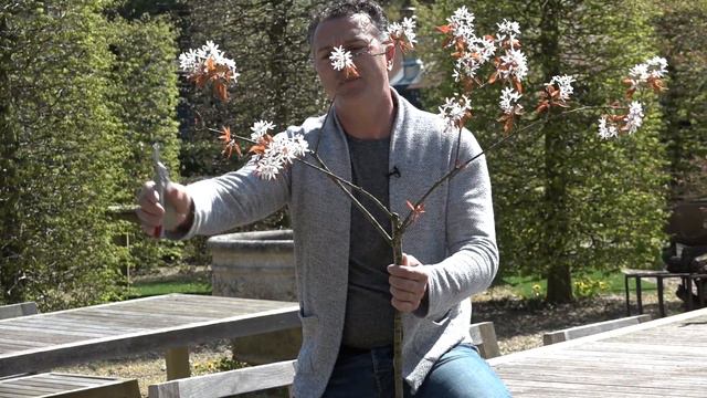 Snoeien Van Planten En Struiken. Hoe Doe Je Dat?  | Tuinmanieren