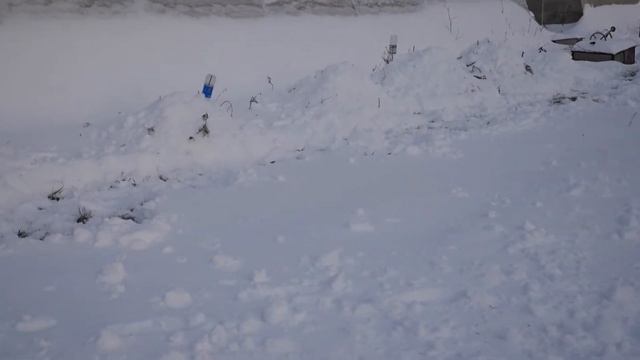 Снежное укрытие винограда.Северо-Запад