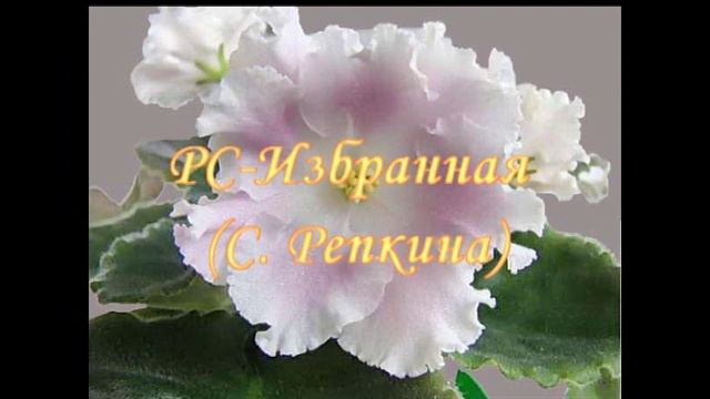 Анонс! Фиалки Натальи Величко!