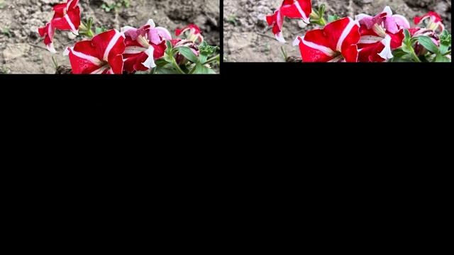 Redmi Note 12 Pro Plus VS Oneplus Nord 2T Camera Comparison