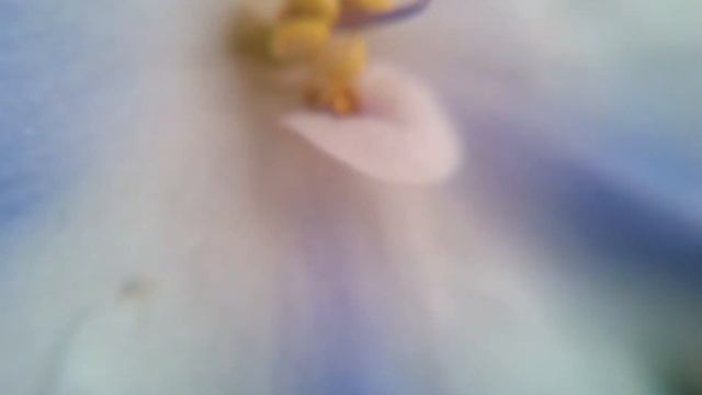Flower Violets: Pistil And Stamen, фиалка увеличение под микроскопом видео