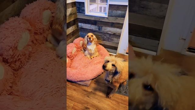 I Snuck Into My Dogs House To See What They Were Doing. Shelby Is Really Into Madagascar! 🤣