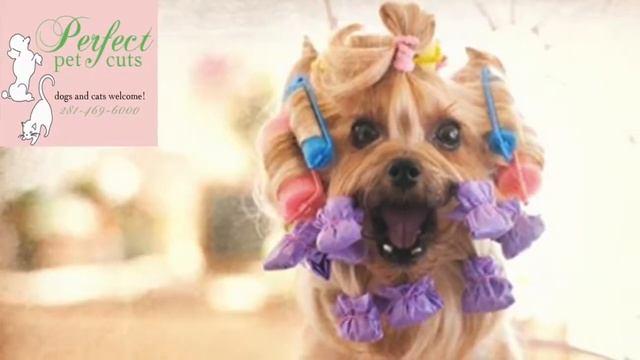The Marvelous Min-Pin  - Sadie The Honda Dog At John Eagle Honda Of Houston