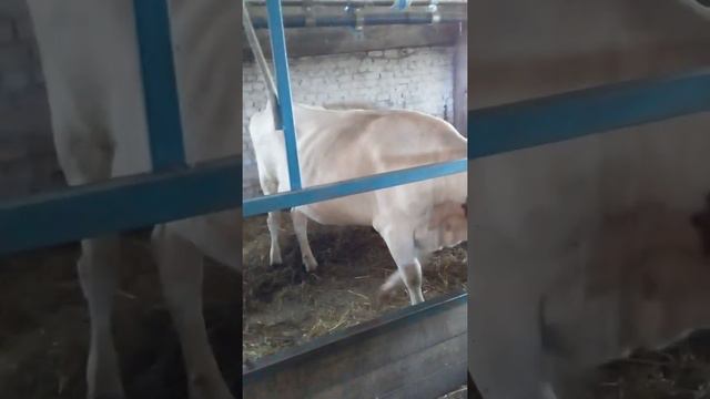 Furry Friends Forever