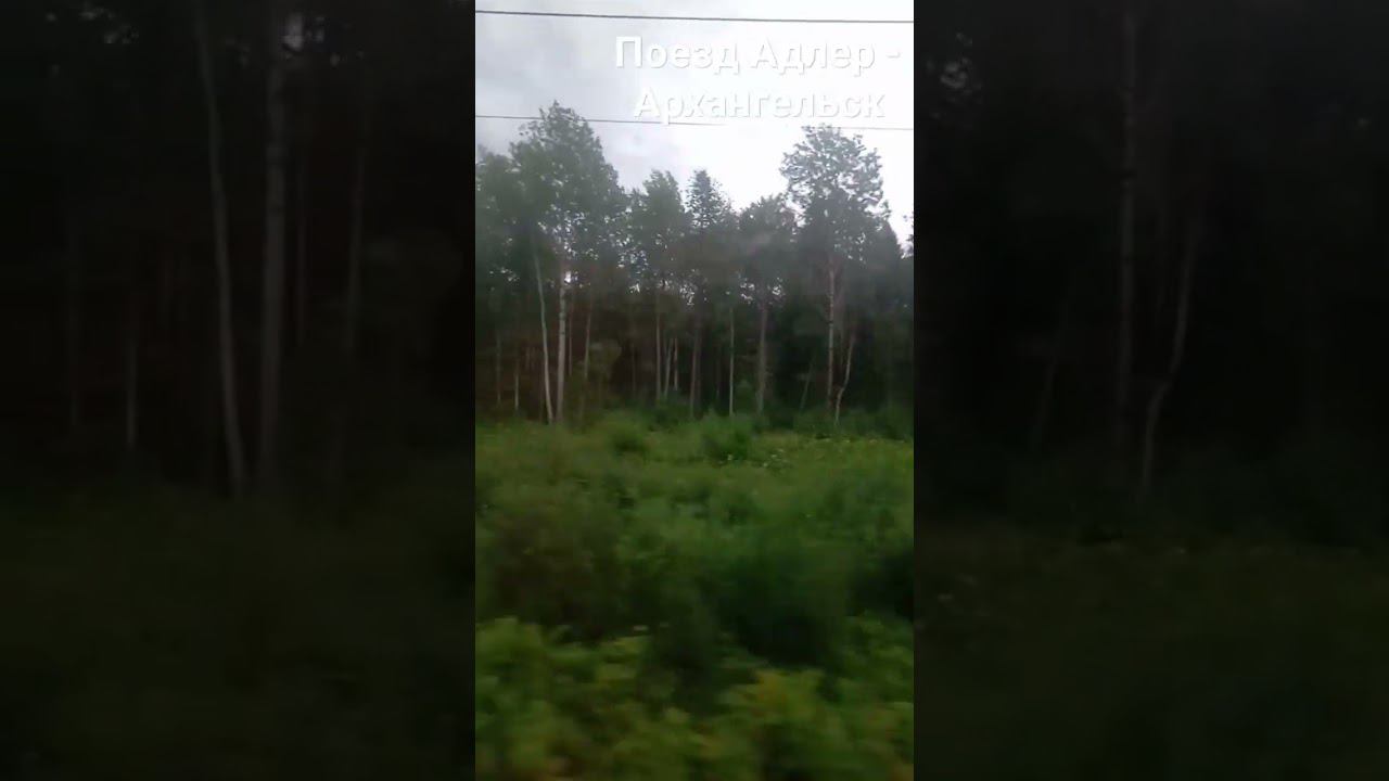 Сколько наберёт лайков простое видео с деревьями?Поезд Адлер - Архангельск