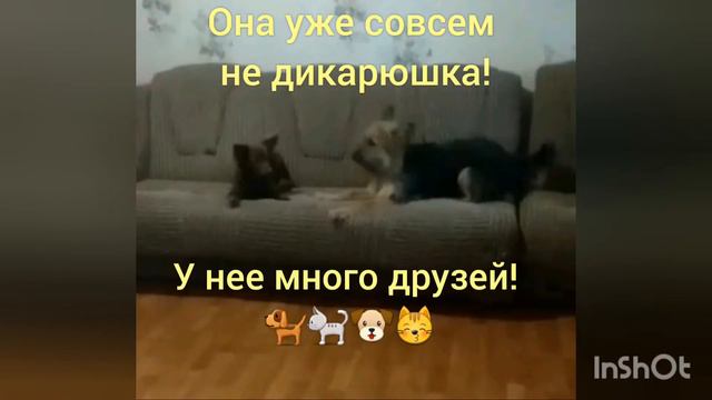 Истории спасения животных 😍🤗😘