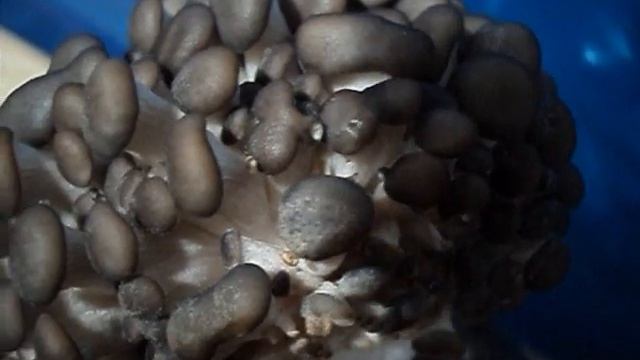 Грибы Вешенка растут в квартире. Рост друз на видео, под музыку релакс