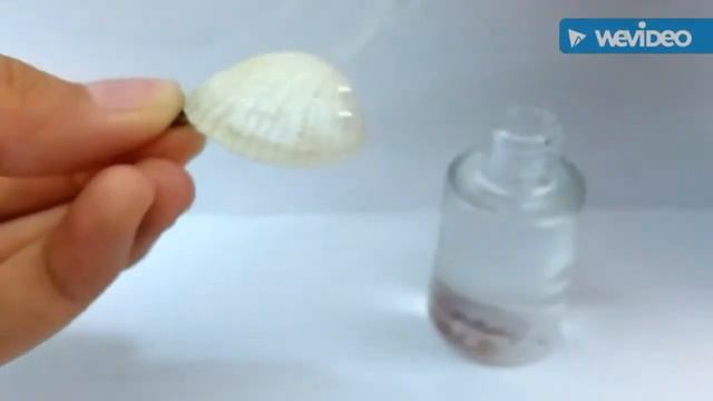 Diy Seashell Keychain Tutorial