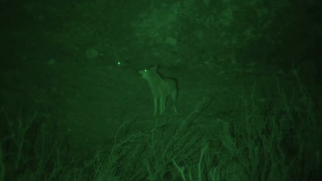 The Deadly Edge, Night Vision, 9mm Tracer Kills